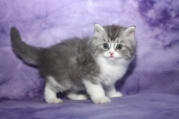 Grey And White Ragamuffin Kitten