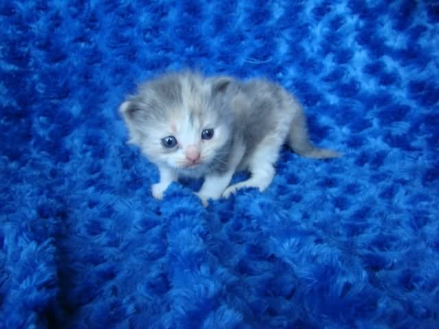 Grey And White Ragamuffin Kitten
