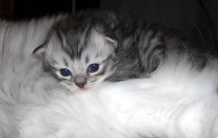 Grey Cute New Born Ragamuffin Kitten