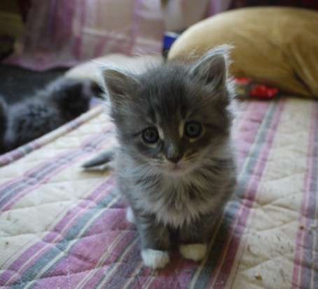 Grey Cute Ragamuffin Kitten Sitting On Bed