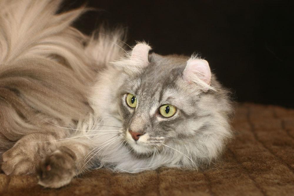 Grey Long Hair American Curl Cat Laying