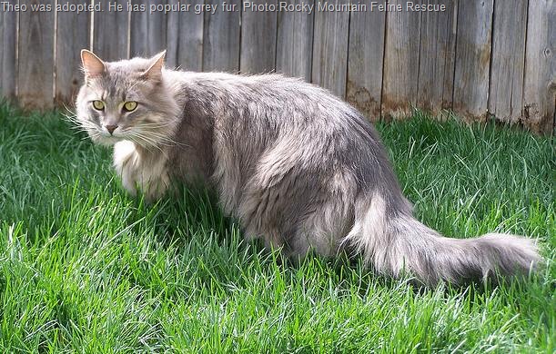 Grey Long Hair Ragamuffin Cat On Grass
