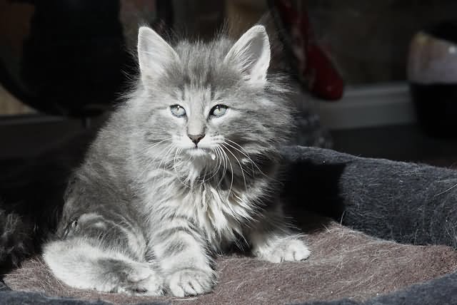 Grey Long Hair Ragamuffin Cat Sitting