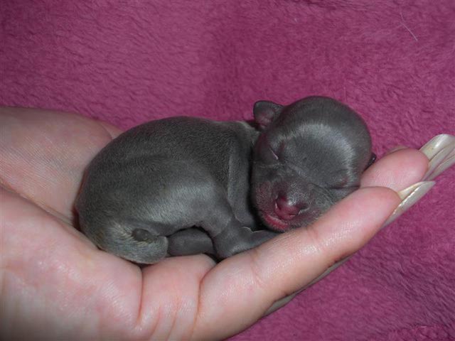Grey New Born Miniature Chihuahua Puppy On Hand
