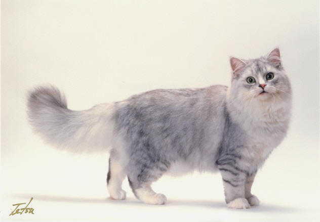 Grey Ragamuffin Cat Photo