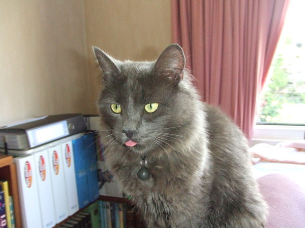 Grey Ragamuffin Cat Picture