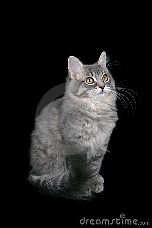 Grey Ragamuffin Cat Sitting