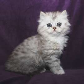Grey Ragamuffin Kitten Photo