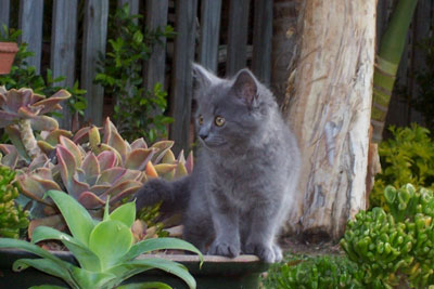 Cobwebkit, Loner for Plot Grey-Ragamuffin-Kitten-Sitting-Garden