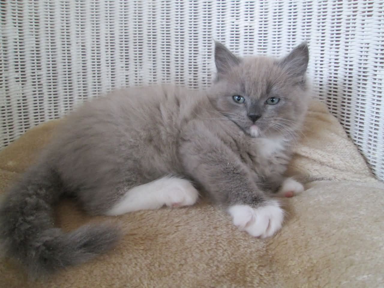 Grey Ragamuffin Kitten Sitting On Bed