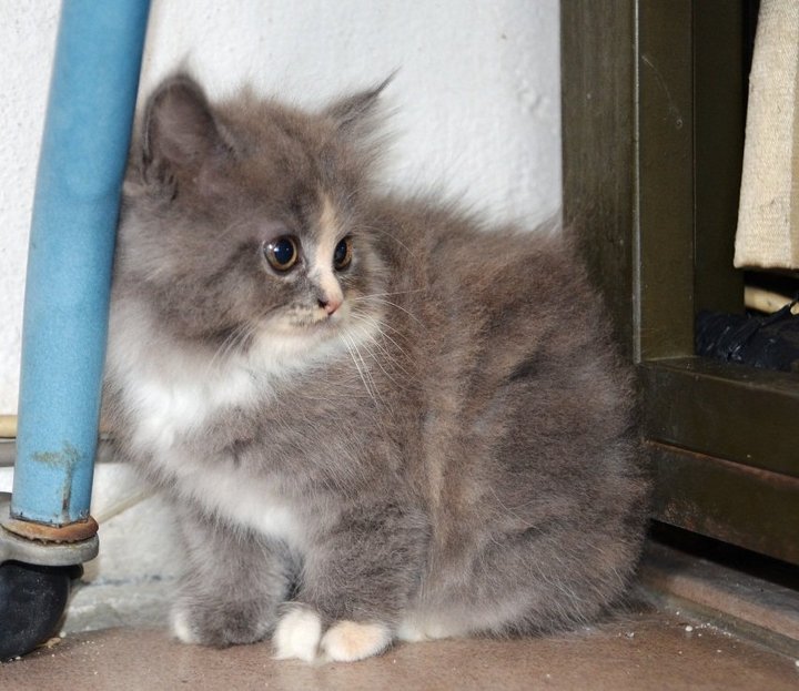 Grey Ragamuffin Kitten