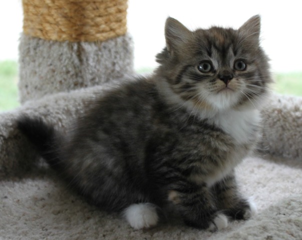 Grey Tabby Ragamuffin Kitten