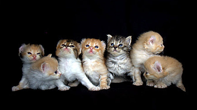 Group Of American Curl Kittens Picture