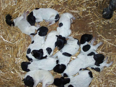 Group Of Black And White Pointer Puppies