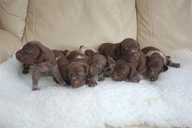Group Of Brown Pointer Puppies