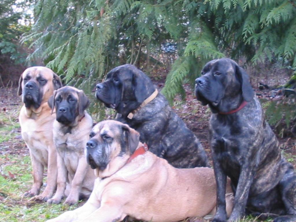 Group Of English Mastiff Dogs