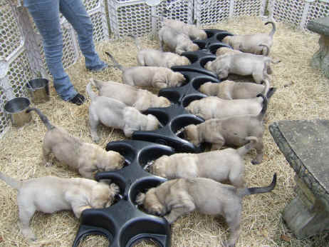 Group Of English Mastiff Puppies Feeding