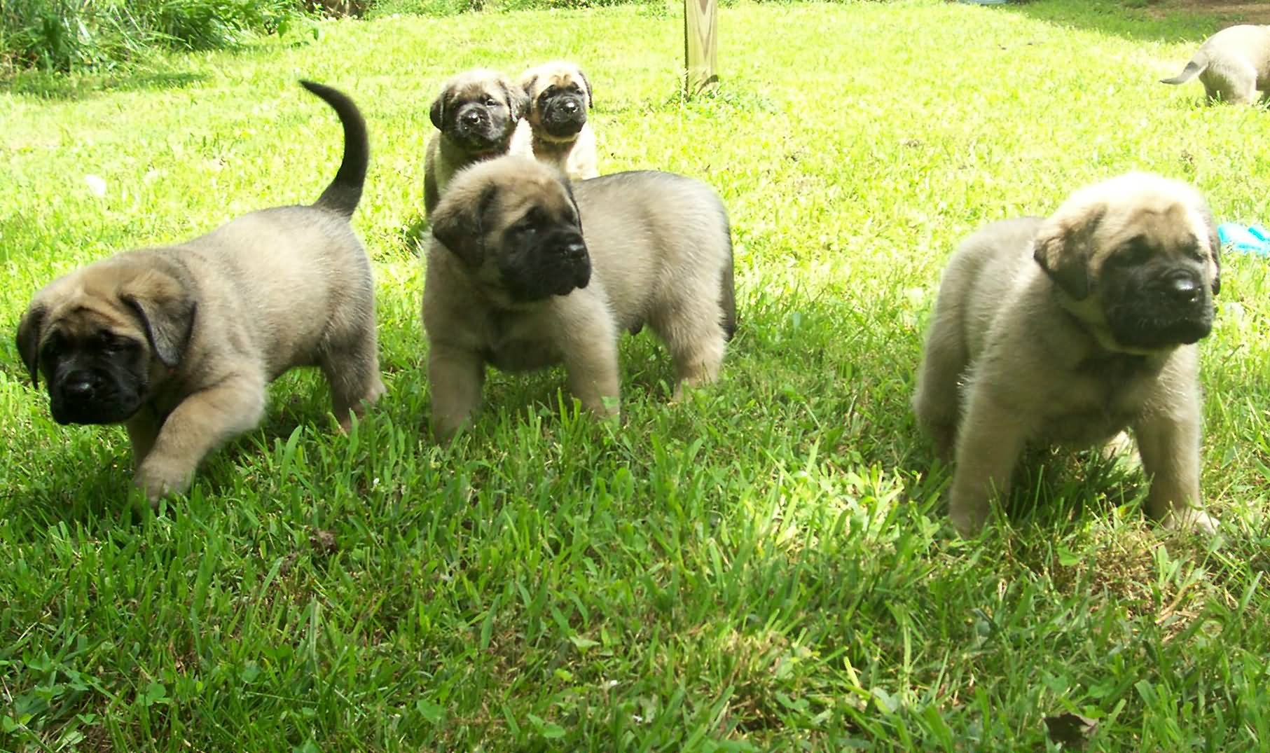 Group Of English Mastiff Puppies In Garden