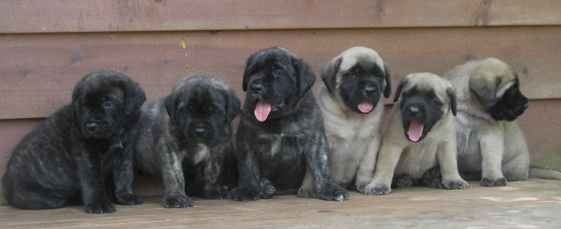Group Of English Mastiff Puppies Sitting
