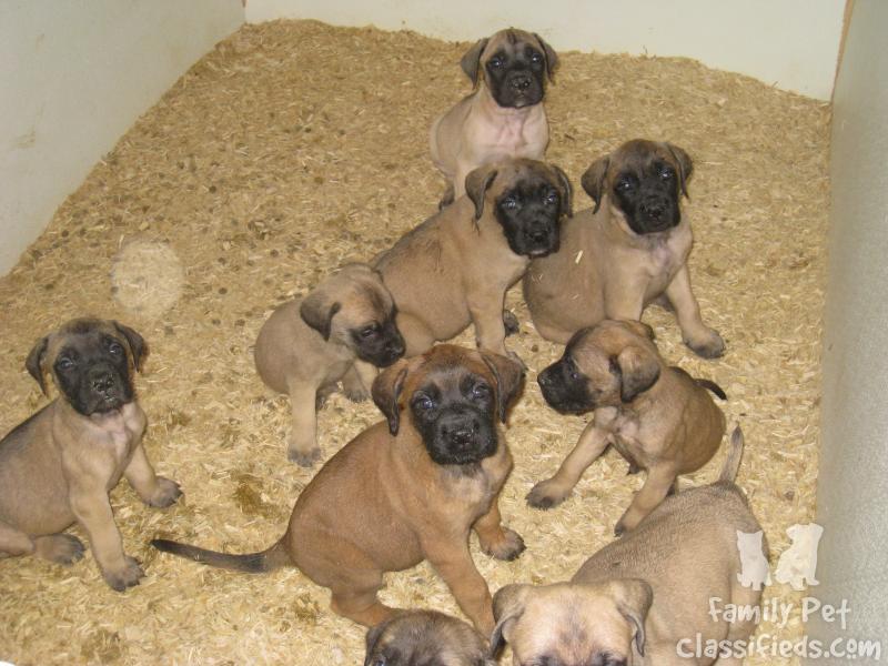 Group Of English Mastiff Puppies