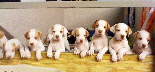 Group Of English Short Hair Pointer Puppies Sitting