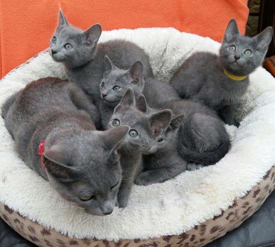 Group Of Grey Ragamuffin Kittens