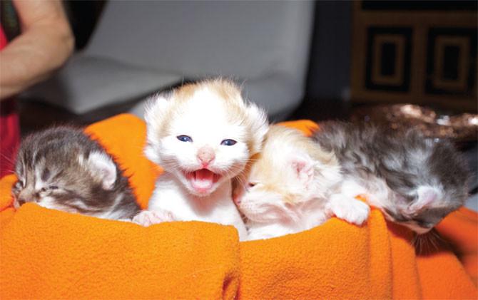 Group Of New Born American Curl Kittens