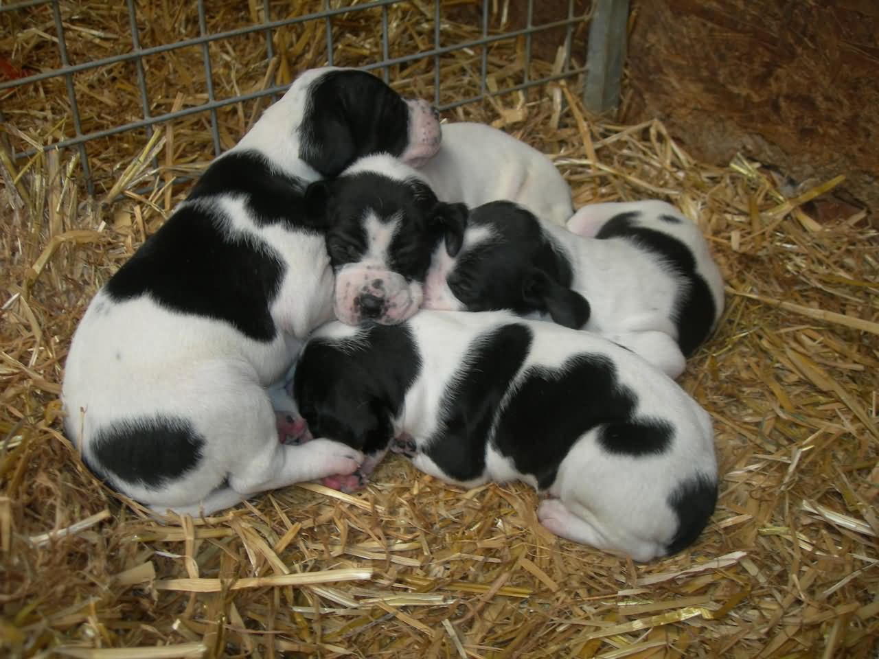 Group Of New Born Pointer Puppies