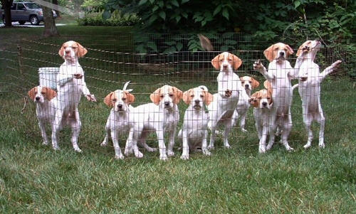 Group Of Pointer Dogs In Garden