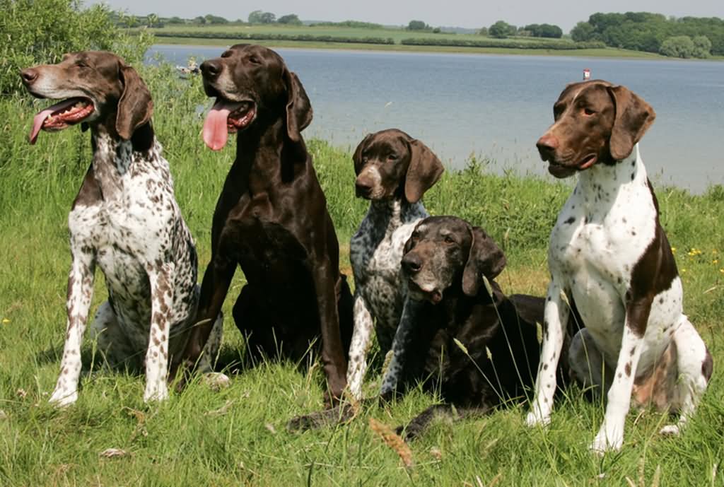 Group Of Pointer Dogs