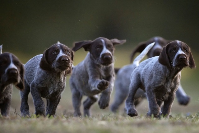 Group Of Pointer Puppies Running