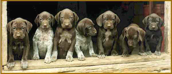 Group Of Pointer Puppies
