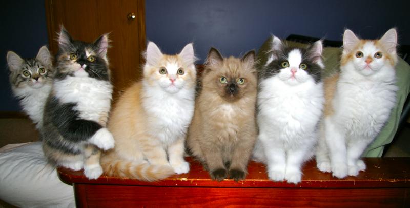 Group Of Ragamuffin Cats Sitting