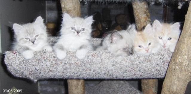 Group Of Ragamuffin Kitten Image