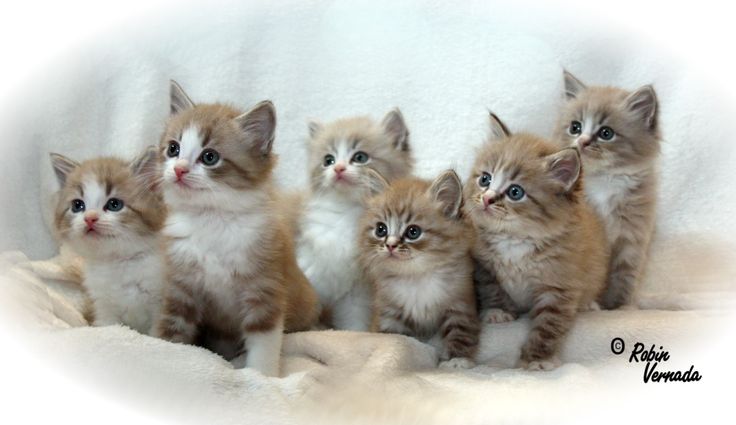Group Of Ragamuffin Kitten Photo