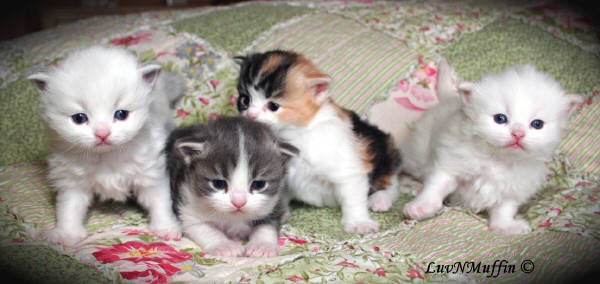Group Of Ragamuffin Kittens Photo