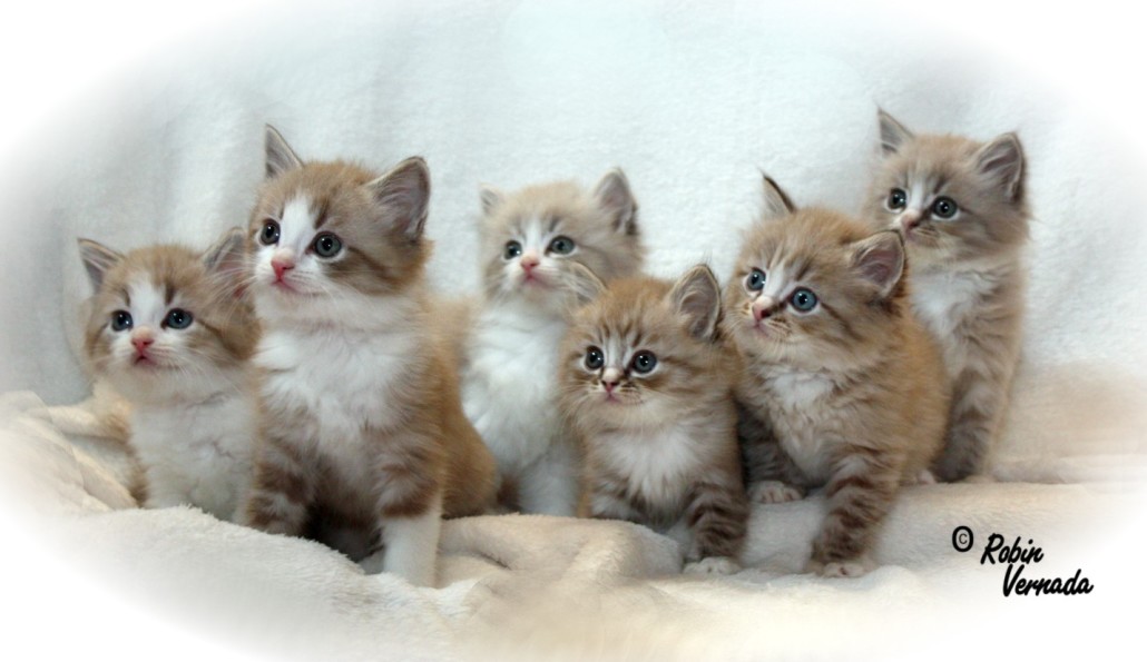 Group Of Ragamuffin Kittens
