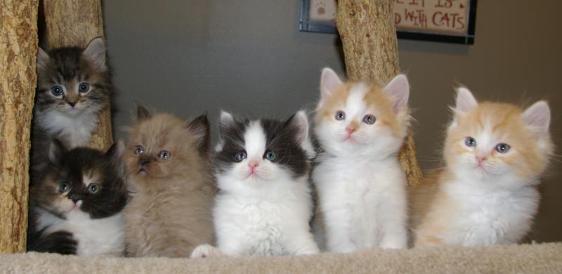 Group Of Ragamuffin Kittens