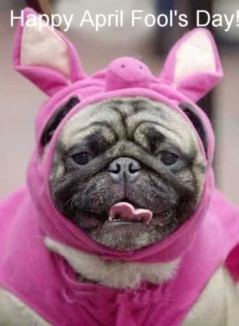 Happy April Fools Day Pug Dog Wearing Bunny Costume
