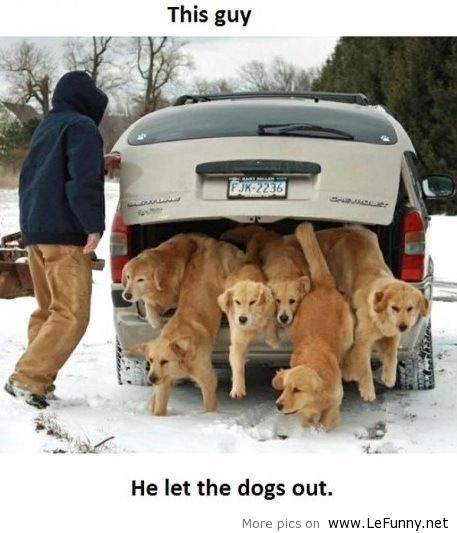 He Let The Dogs Out Funny Situations Picture