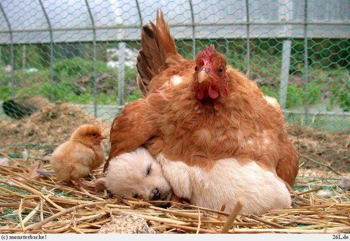 Hen Adopt Puppy Funny Situations Picture