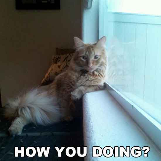 How You Doing Funny Sup Cat Image