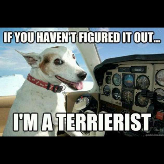 I Am A Terrorist Funny Dog Image