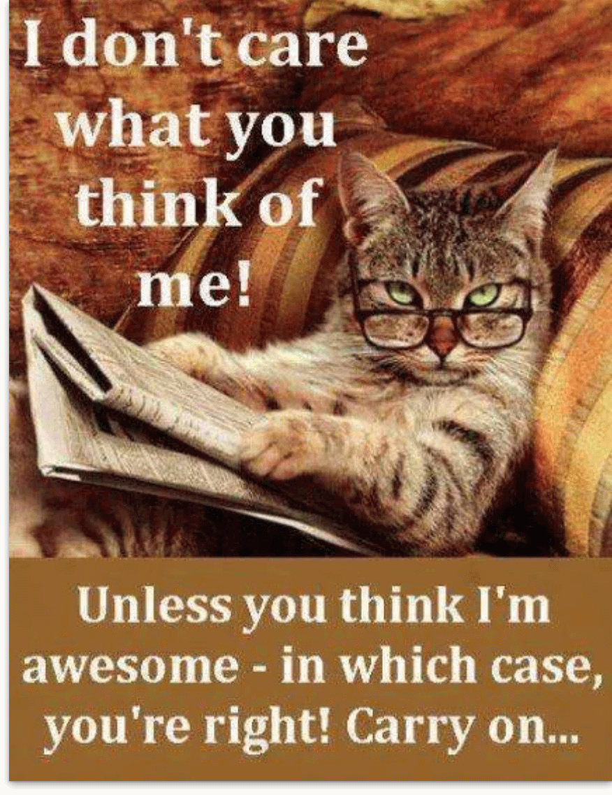 I Don't Care What You Think Of Me Funny Cat Personality