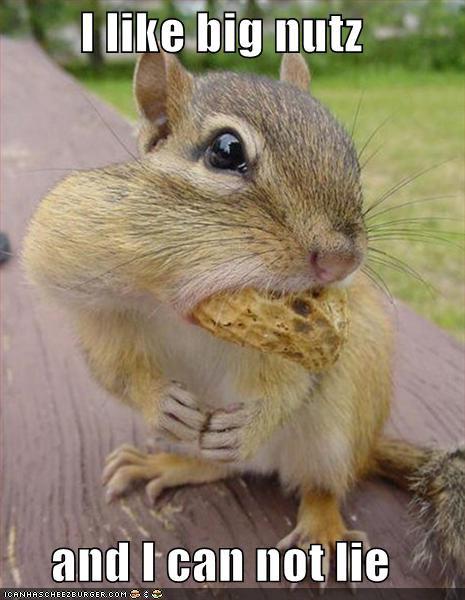 I Like Big Nuts And I Can Not Lie Funny Chipmunk Image
