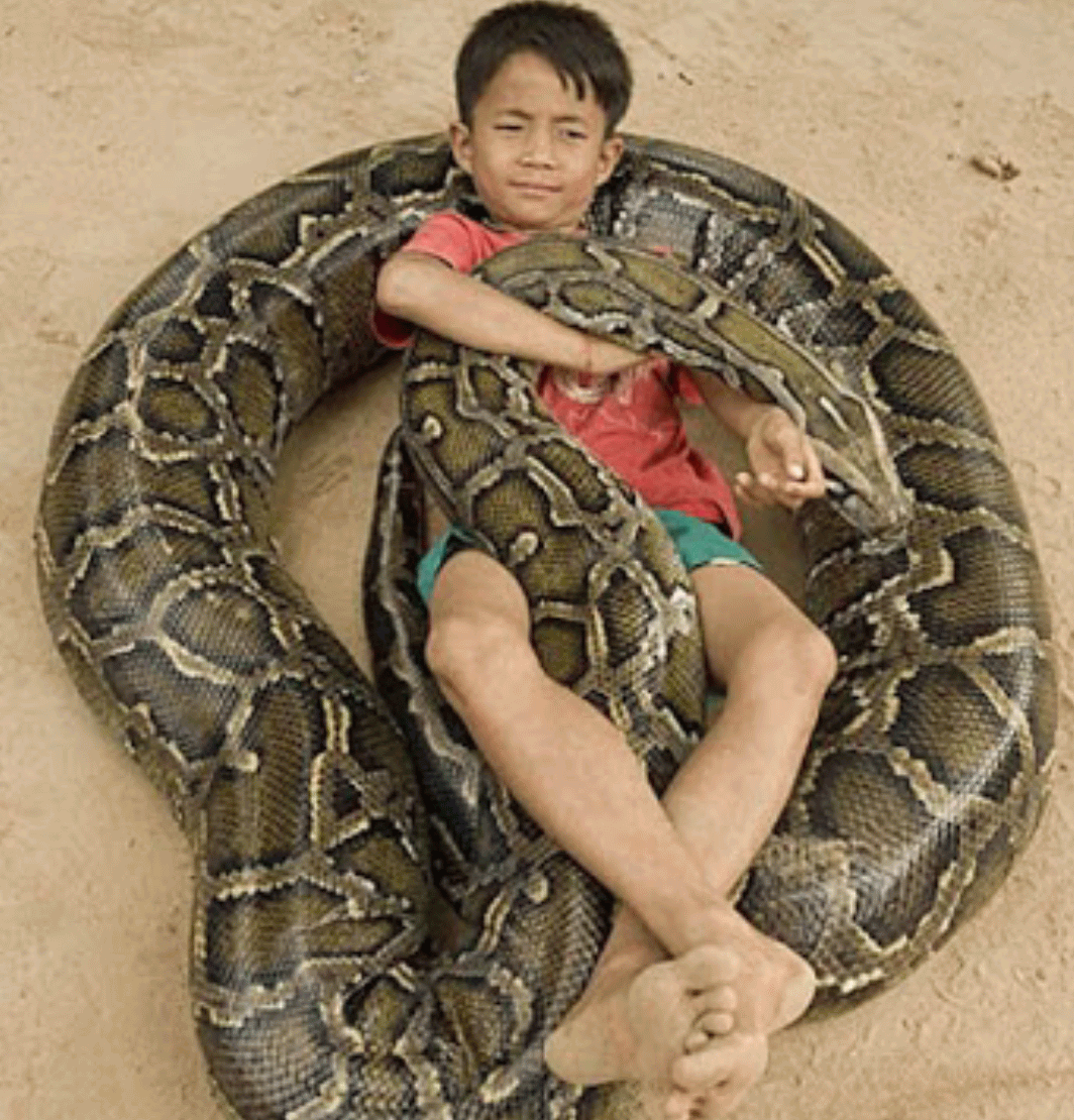 Kid Lay Down On Snake Funny Dangerous Picture