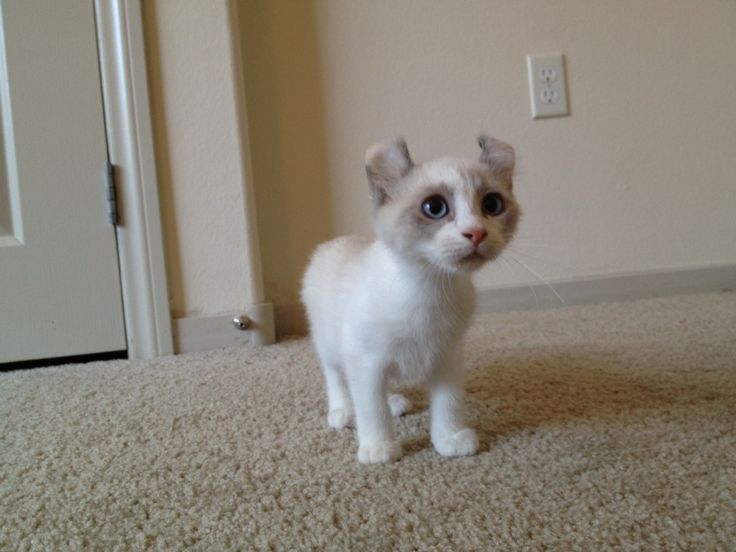 Little American Curl Kitten