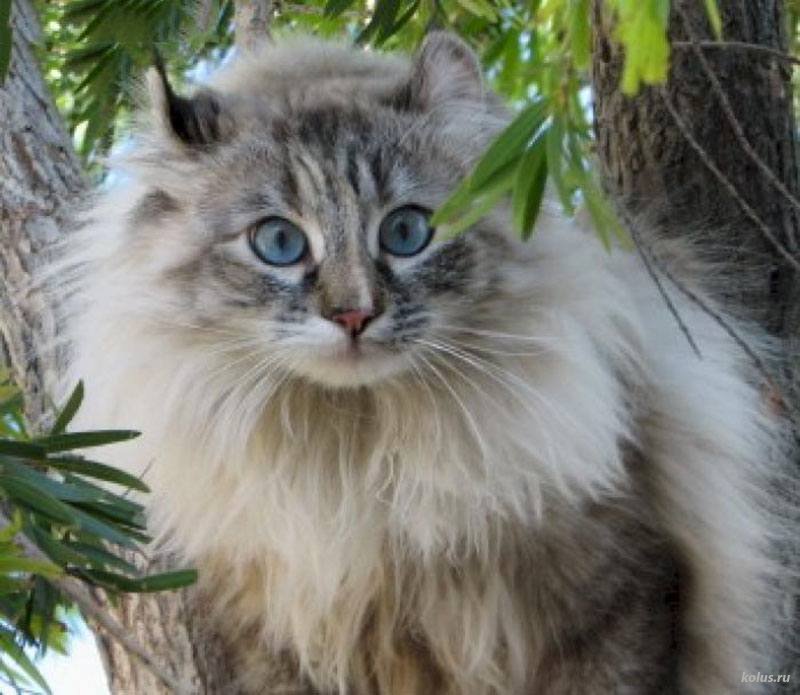 Long Hair American Curl Cat Sitting On Tree