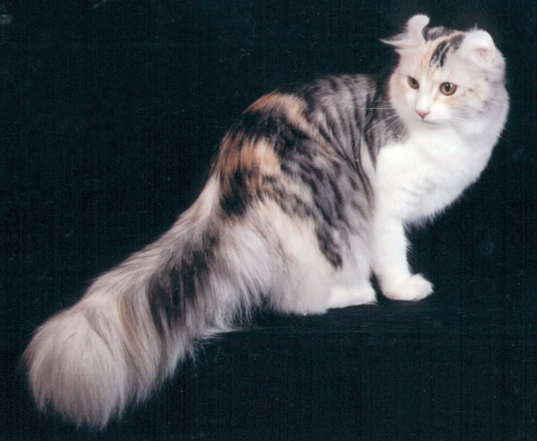 Long Hair American Curl Cat