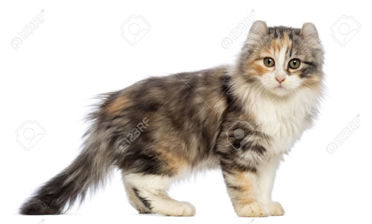 Long Hair American Curl Kitten